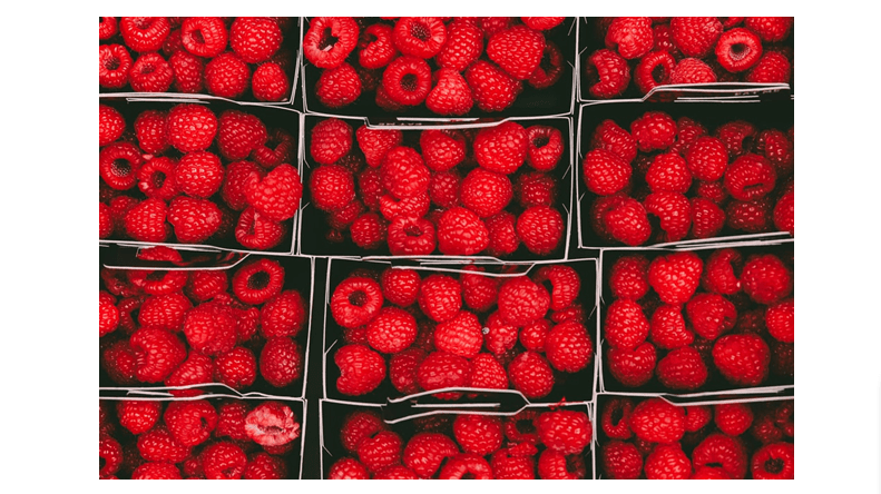 Grow Everbearing Raspberries